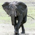 BWA NW Chobe 2016DEC04 NP 052 : 2016, 2016 - African Adventures, Africa, Botswana, Chobe National Park, Date, December, Month, Northwest, Places, Southern, Trips, Year